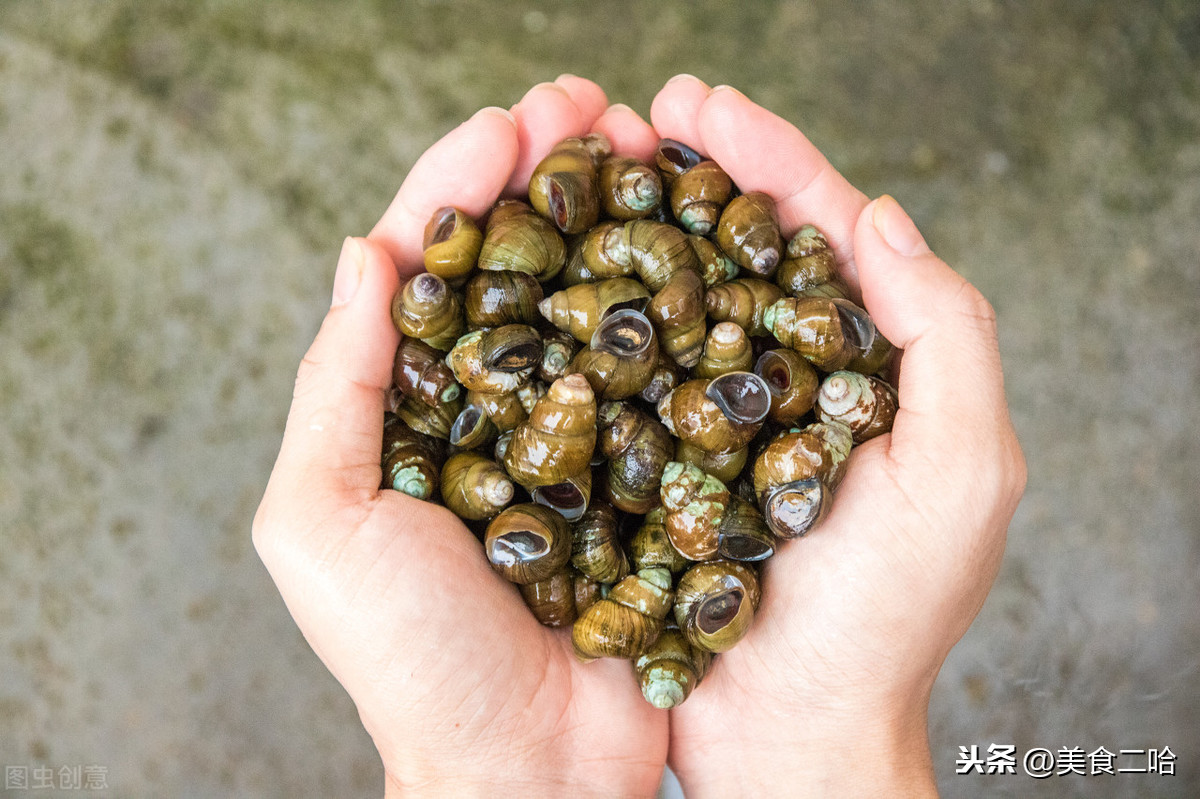 洗田螺时，牢记这1浸泡2勾虫，泥沙和寄生虫吐的又快又干净