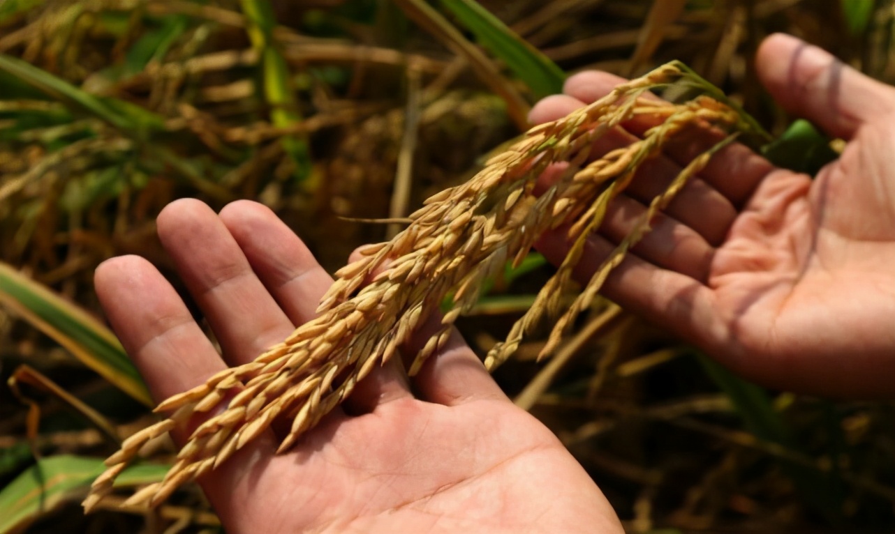 杂交水稻是我们吃的大米吗（水稻和杂交水稻的区别）