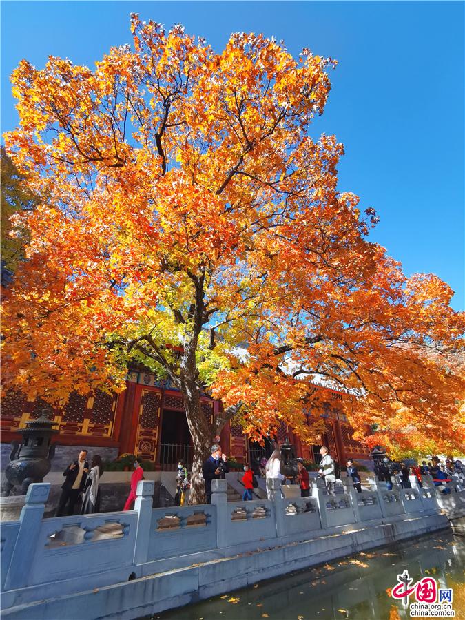 以红叶著名的香山位于哪座城市（你知道吗）