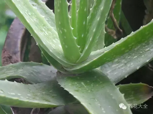 芦荟怎么浇水（你学会了吗）