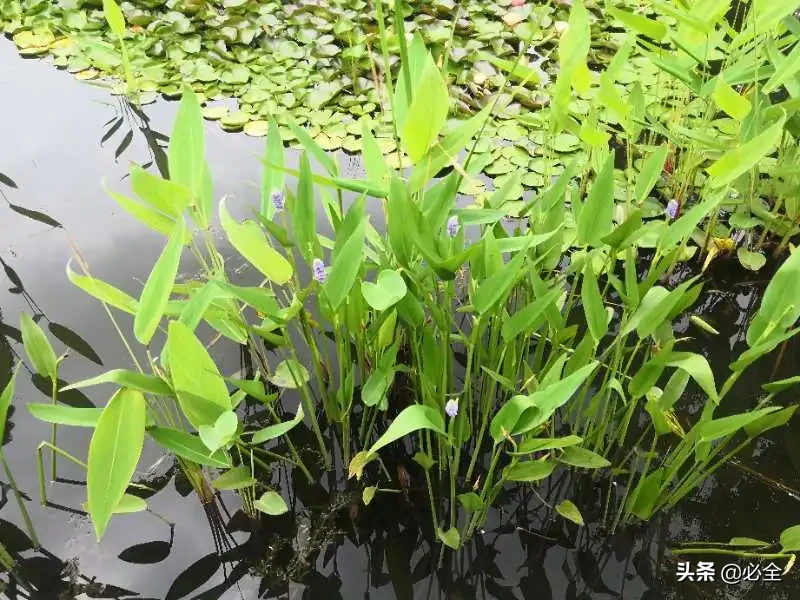 什么是水生植物（水生植物的种类大全）