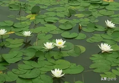 什么是水生植物（水生植物的种类大全）