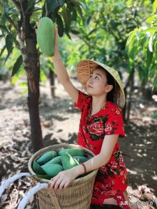 芒果怎么催熟（教你2个小技巧真心管用）