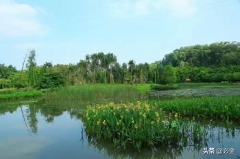 什么是水生植物（水生植物的种类大全）