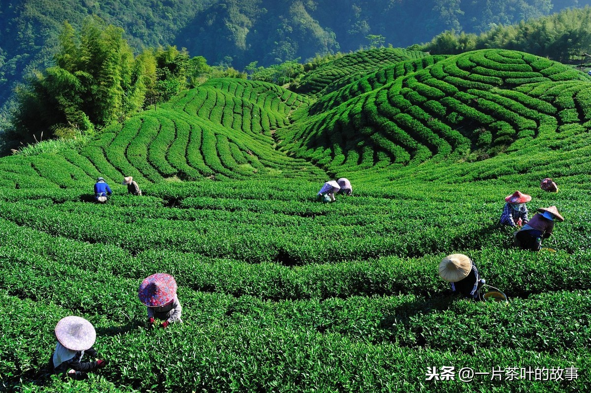 毛尖是绿茶吗（毛尖的品种介绍）