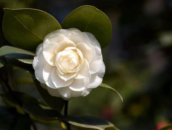 山茶花的花语是什么（山茶花花语代表的寓意）