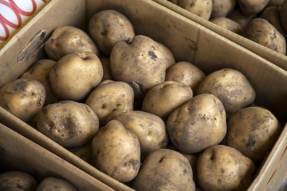 土豆怎么保存不发绿不长牙（这些方法再也不用担心长芽了）