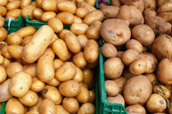 土豆怎么保存不发绿不长牙（这些方法再也不用担心长芽了）