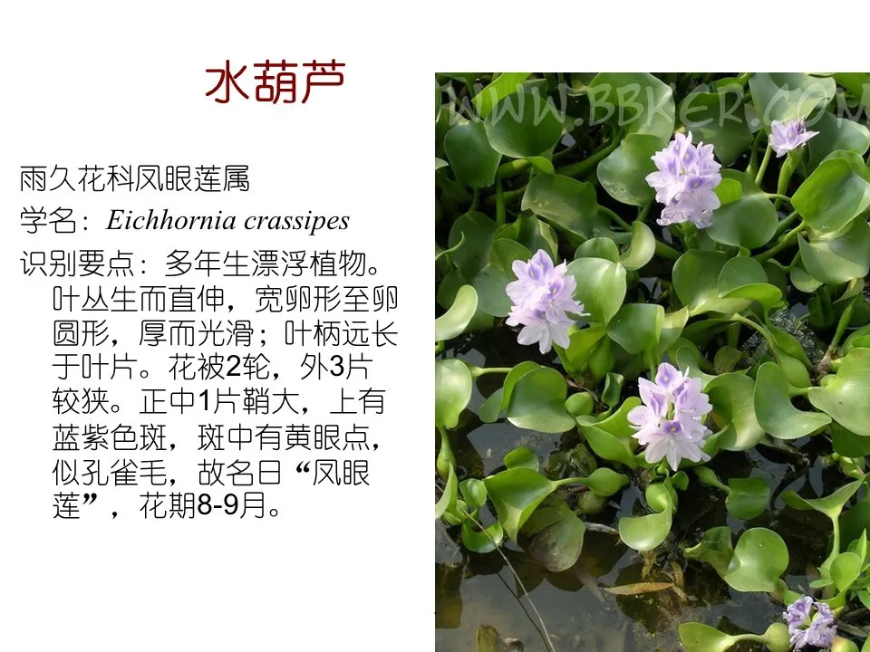 水生植物有哪些(80种常见水生植物大全）