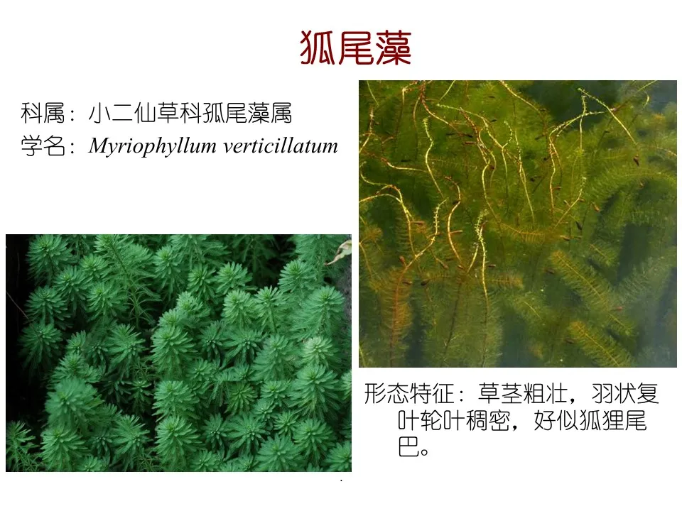 水生植物有哪些(80种常见水生植物大全）