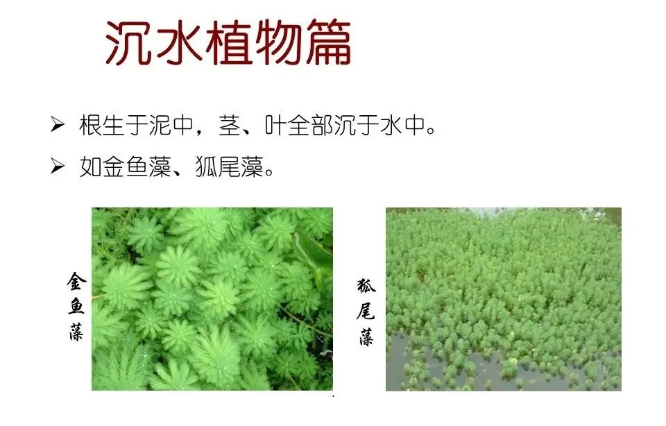 水生植物有哪些(80种常见水生植物大全）