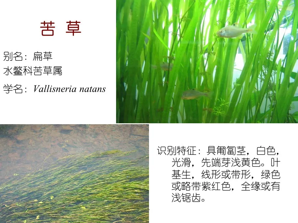 水生植物有哪些(80种常见水生植物大全）