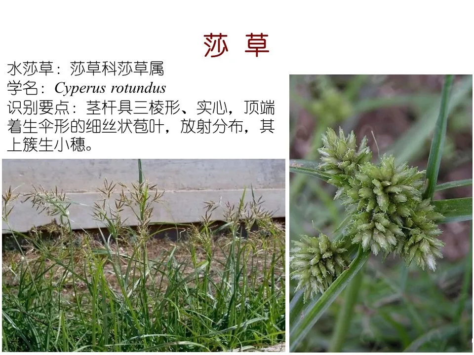 水生植物有哪些(80种常见水生植物大全）