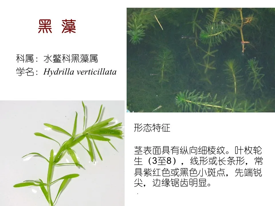 水生植物有哪些(80种常见水生植物大全）