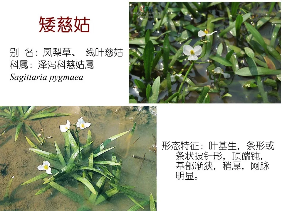 水生植物有哪些(80种常见水生植物大全）