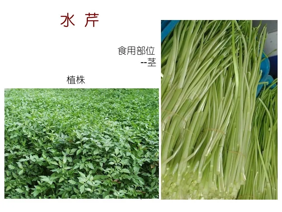 水生植物有哪些(80种常见水生植物大全）