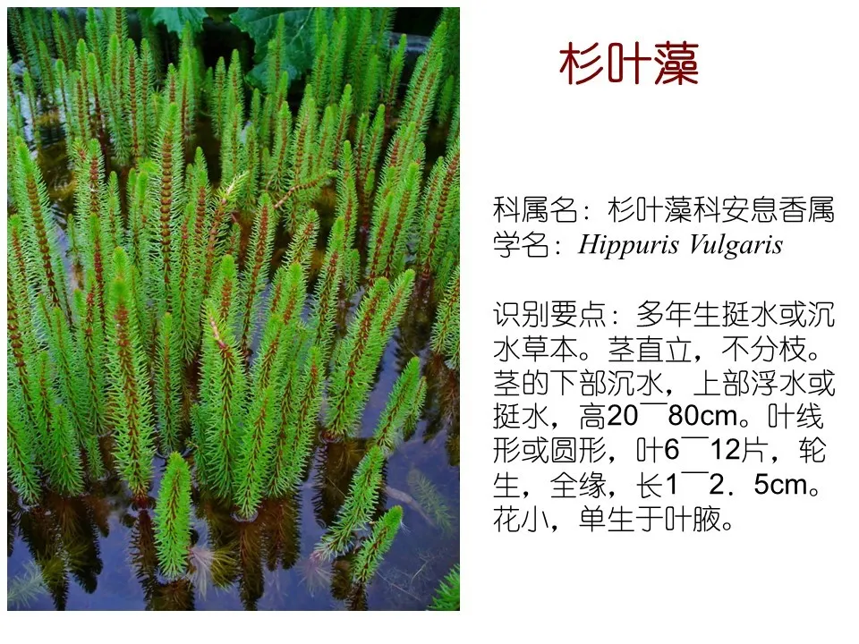 水生植物有哪些(80种常见水生植物大全）