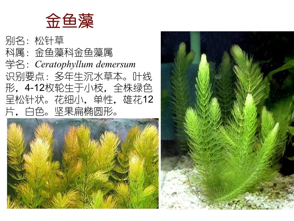 水生植物有哪些(80种常见水生植物大全）