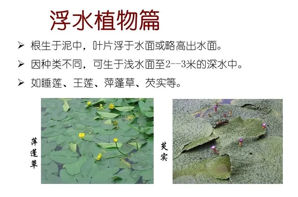 水生植物有哪些(80种常见水生植物大全）