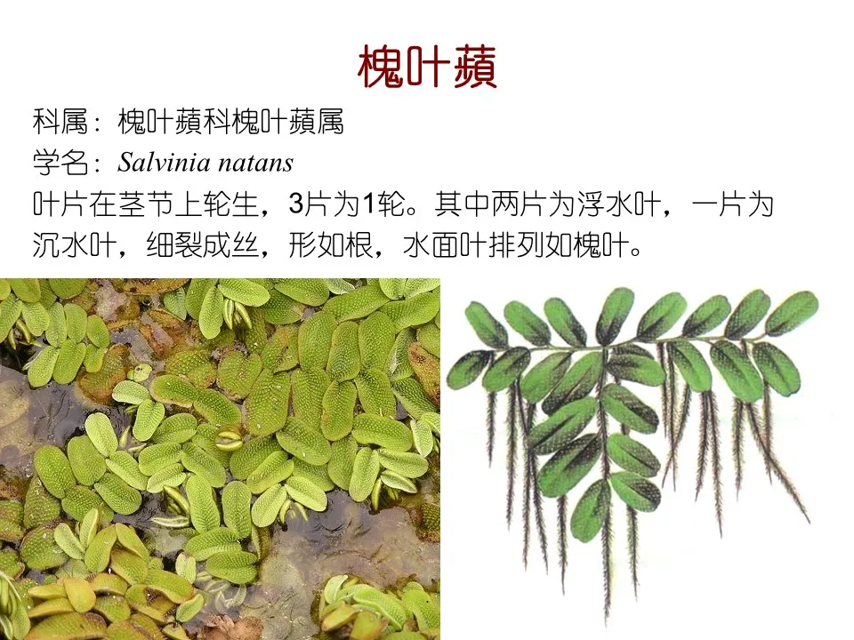 水生植物有哪些(80种常见水生植物大全）