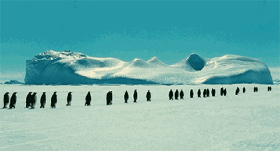 企鹅行走时为什么排成一列纵队（你知道原因吗）