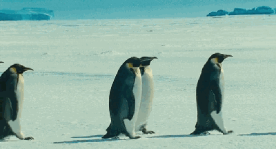 企鹅行走时为什么排成一列纵队（你知道原因吗）