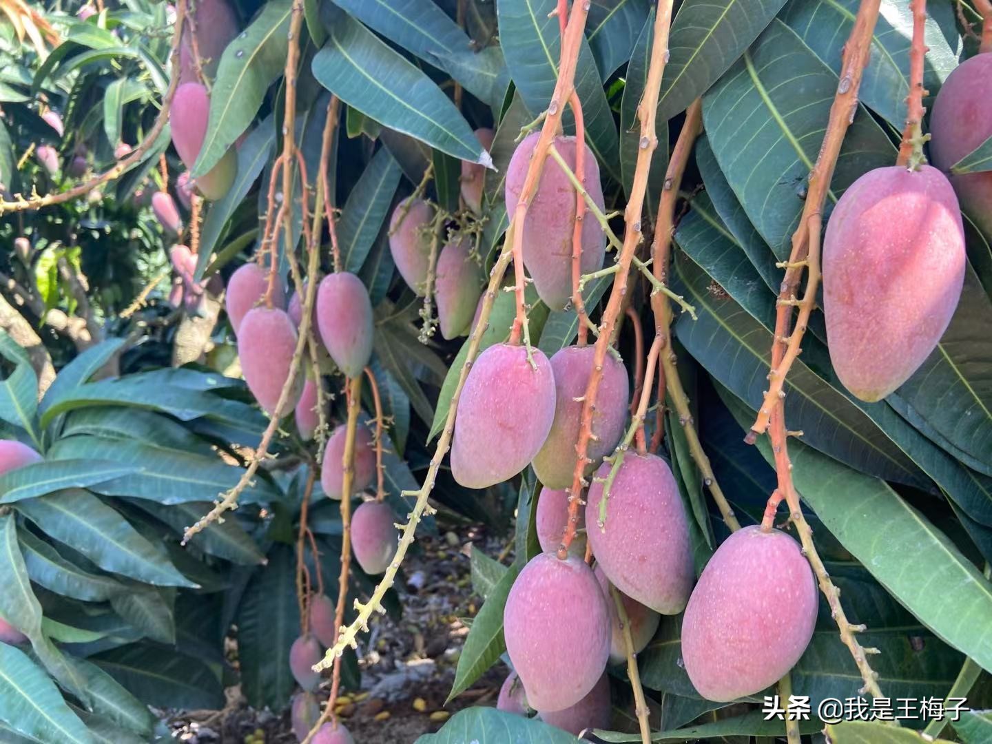 芒果可以放冰箱吗（芒果的保存方法）