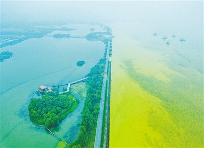 太湖蓝藻爆发的原因 （你知道吗）