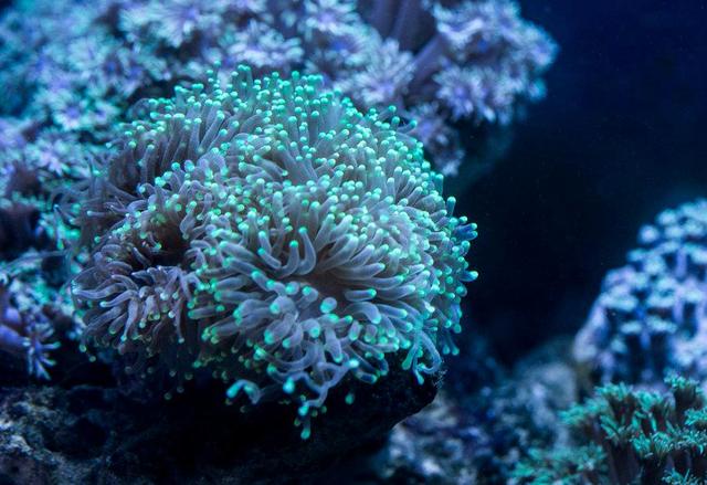 珊瑚是不是植物（珊瑚的科普小知识）