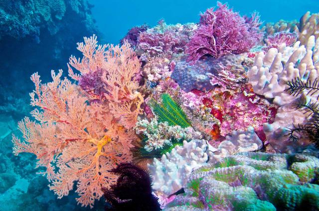 珊瑚是不是植物（珊瑚的科普小知识）
