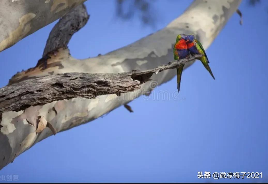 蓝桉的花语是什么（蓝桉的寓意）