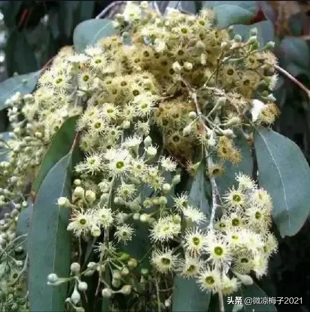 蓝桉的花语是什么（蓝桉的寓意）