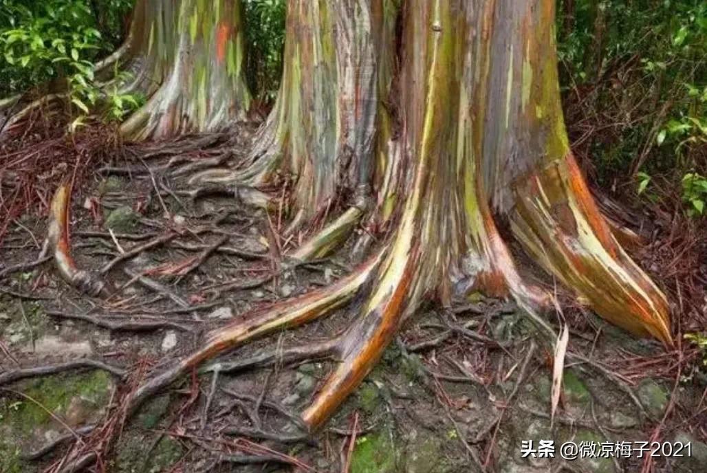 蓝桉的花语是什么（蓝桉的寓意）