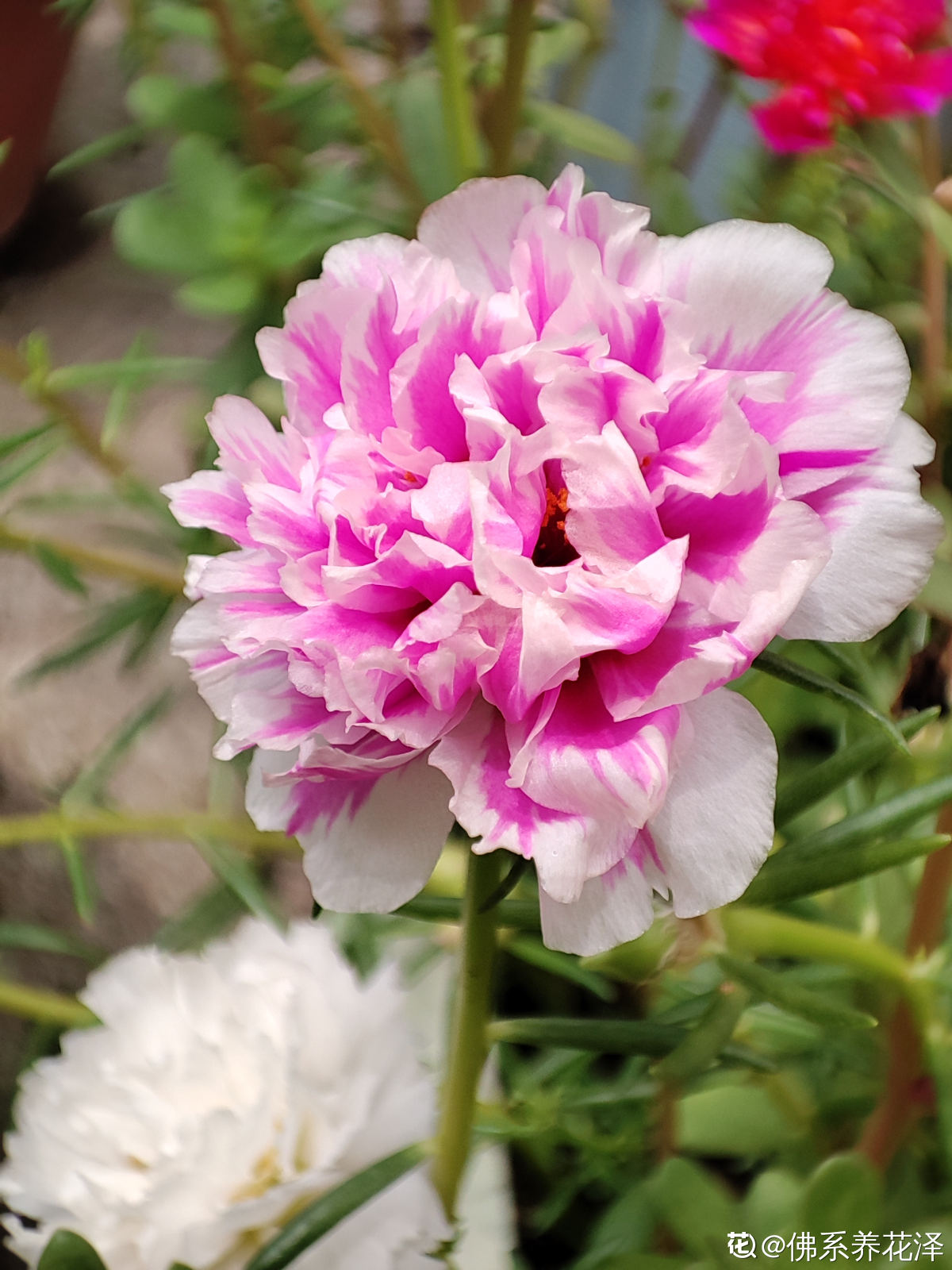 教师节送老师什么花合适（适合送给老师的花束）