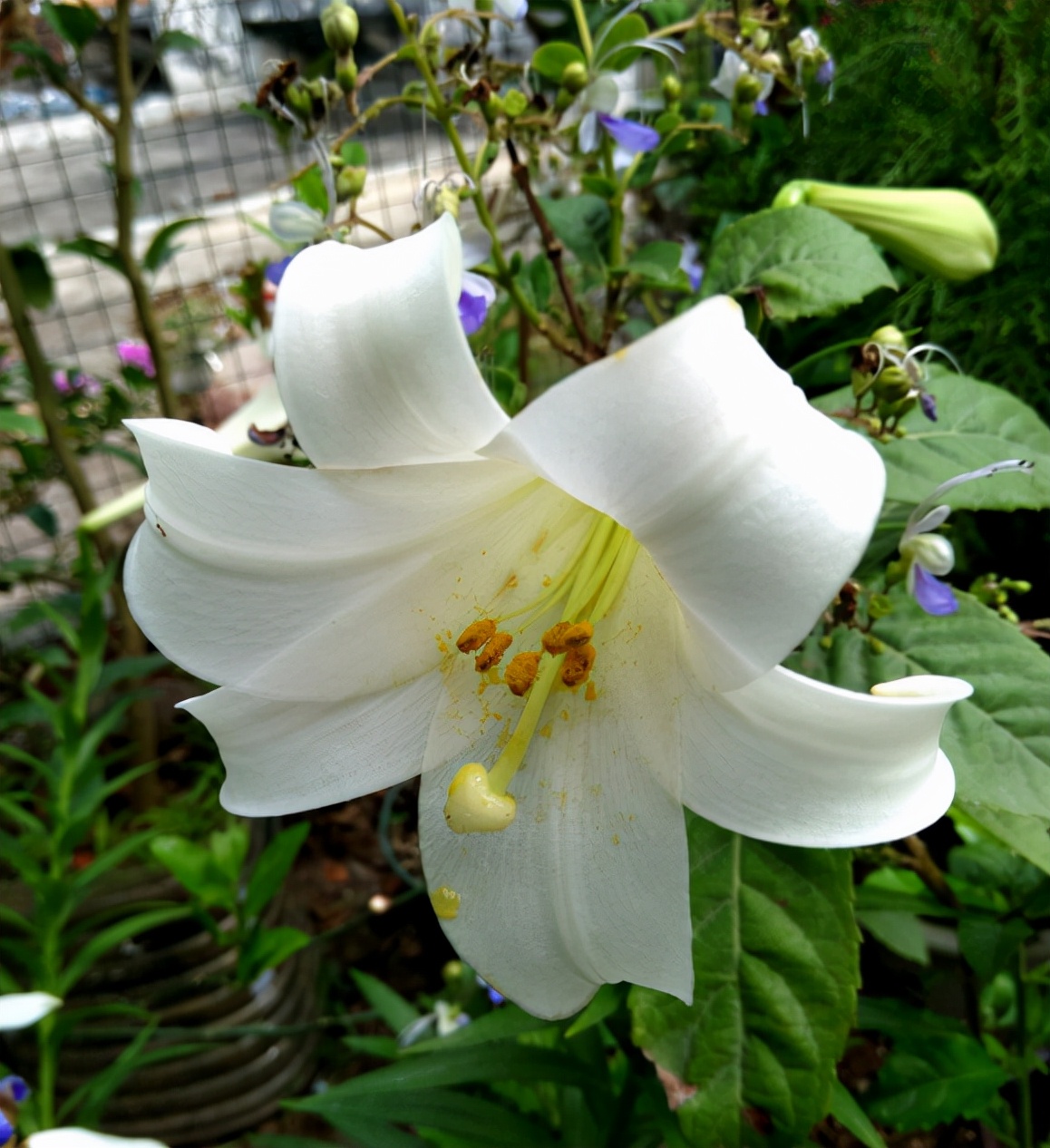 教师节送老师什么花合适（适合送给老师的花束）