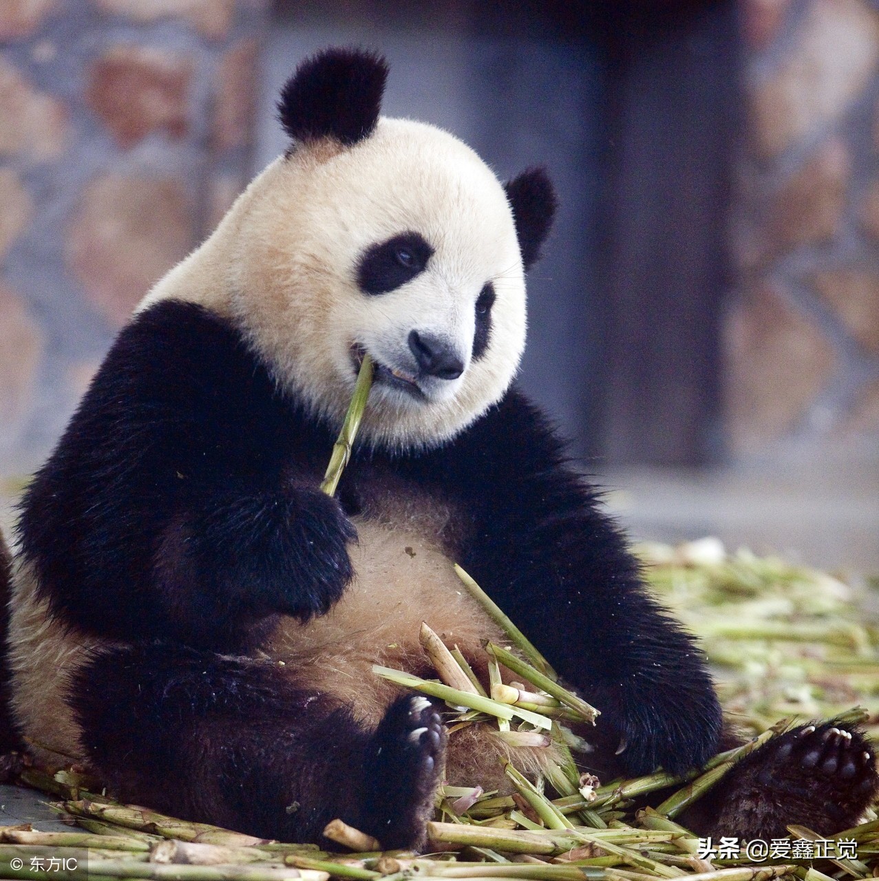 熊猫为什么被视为国宝（此文告诉你答案）