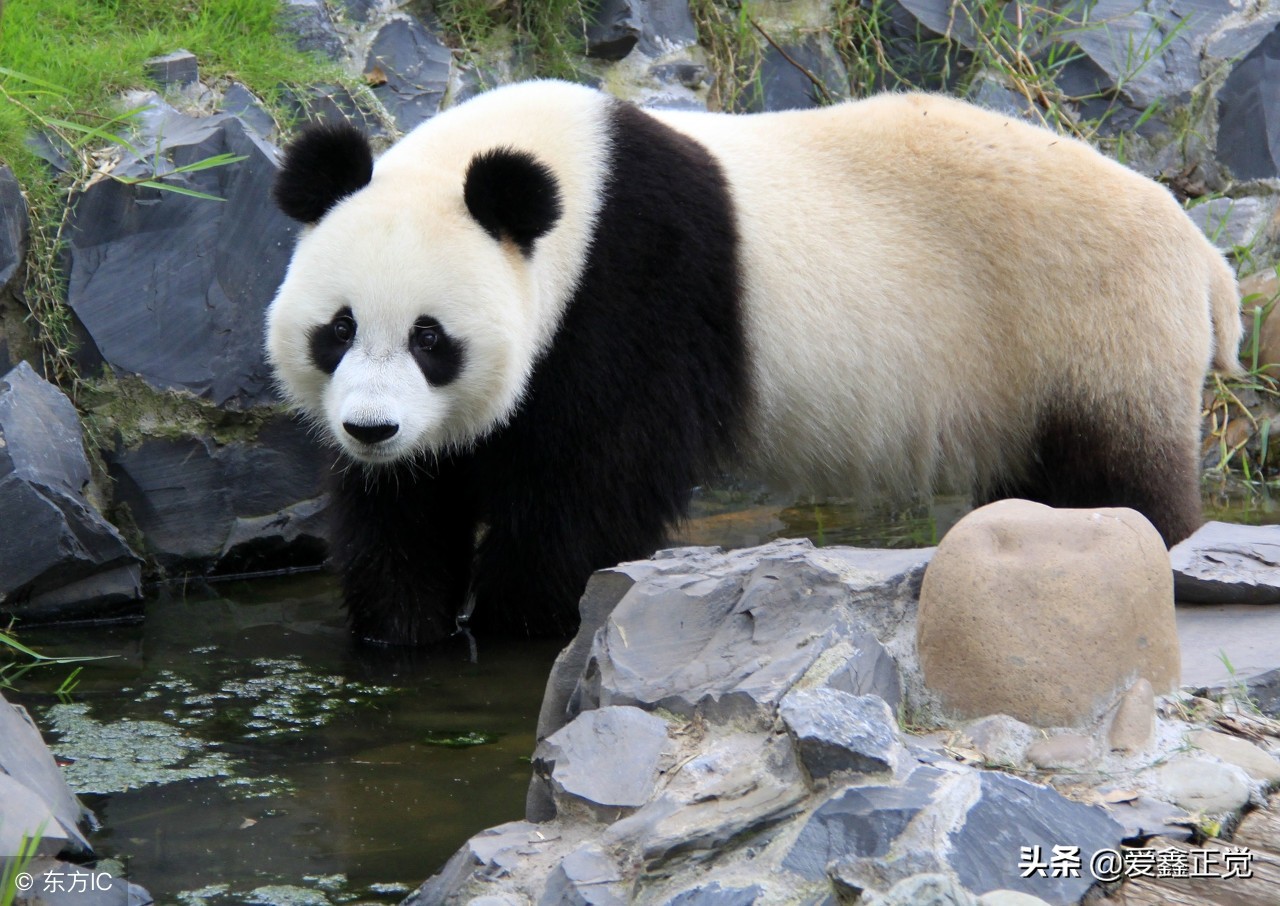 熊猫为什么被视为国宝（此文告诉你答案）