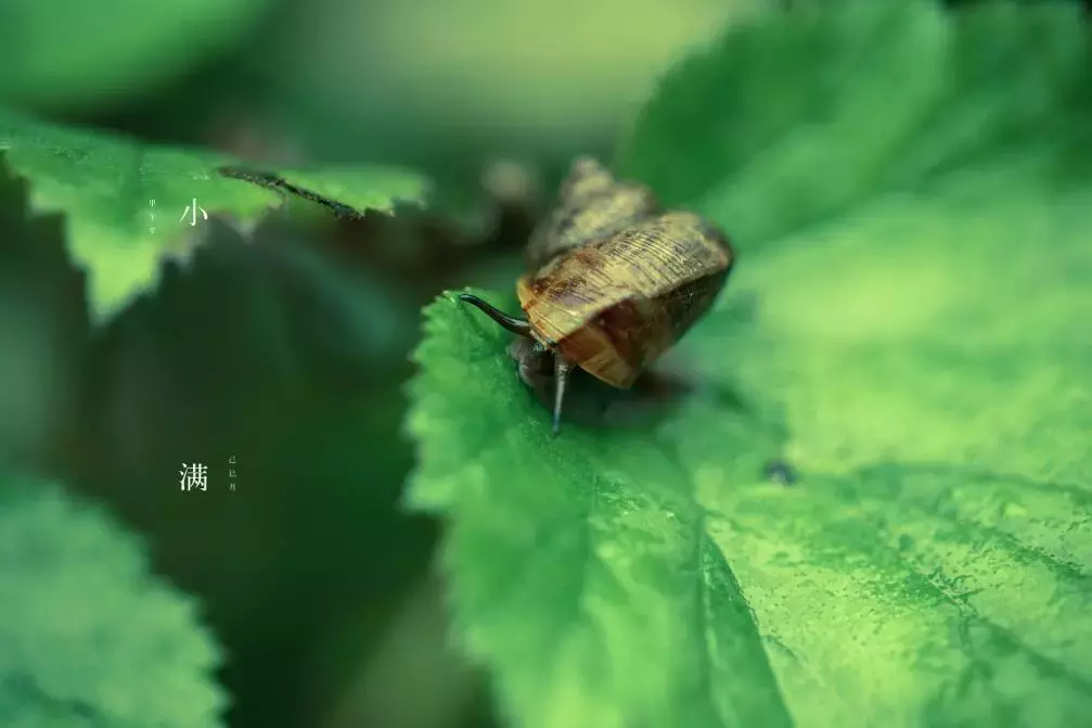 小满是什么季节（小满的含义和民间习俗）