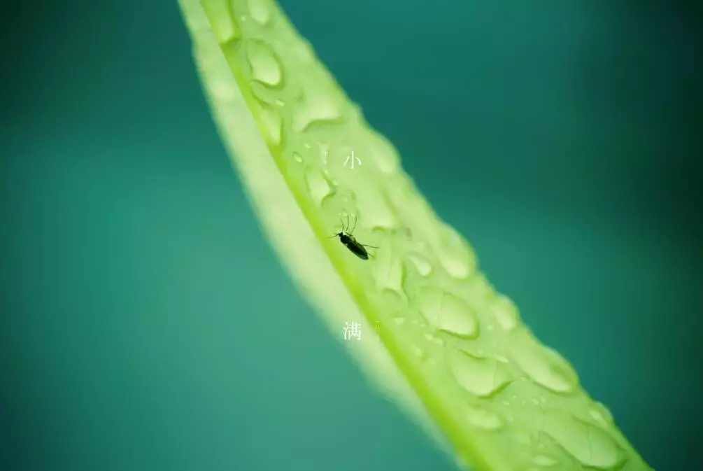 小满是什么季节（小满的含义和民间习俗）