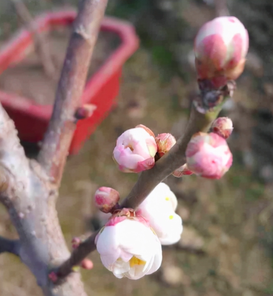 花中四君子是指哪些（花中四君子的介绍）