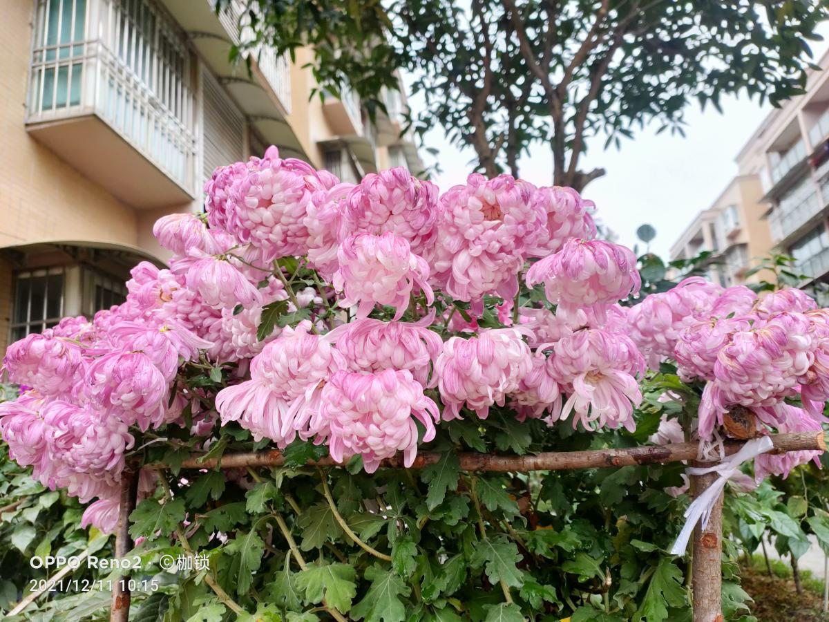 花中四君子是指哪些（花中四君子的介绍）