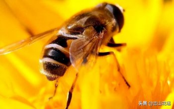 蜜蜂的特点是什么（蜜蜂的特性和寿命）