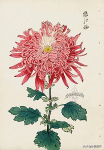 菊花怎么画（菊花图文结合示范）