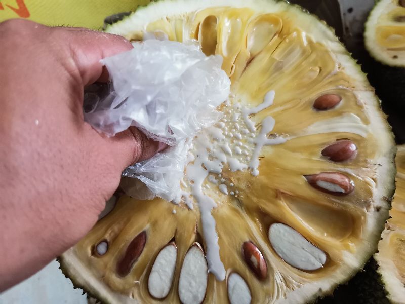 菠萝蜜的胶粘在手上怎么洗掉（一文告诉你答案）