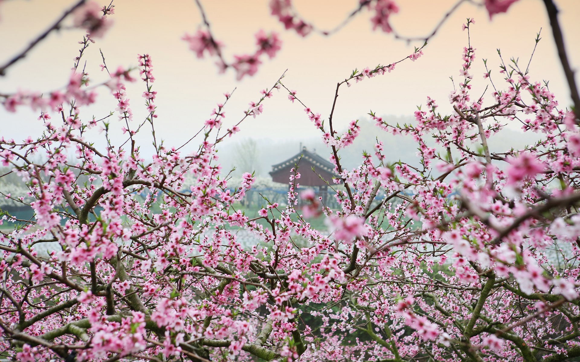 桃花仙人是谁（桃花仙人的历史典故）