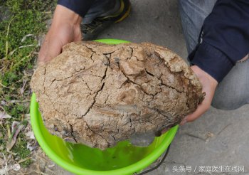 太岁是什么东西（太岁的作用及功效）