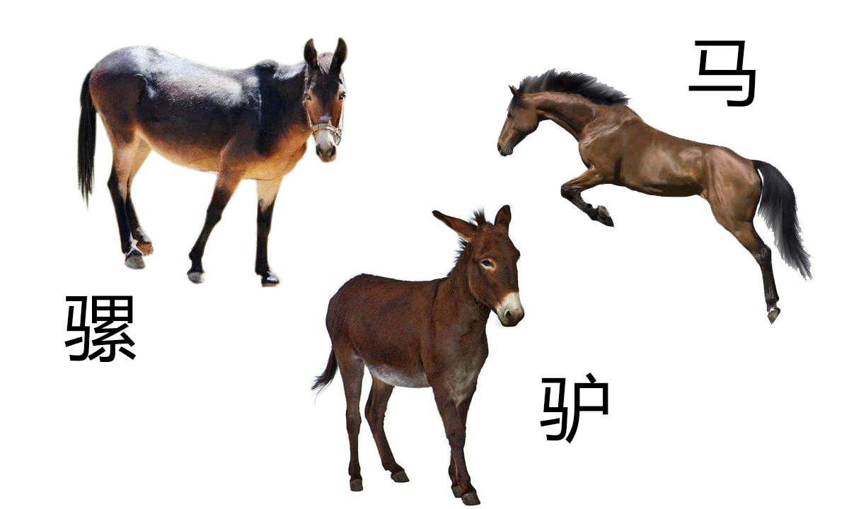 骡子和马有什么区别（此文告诉你答案）