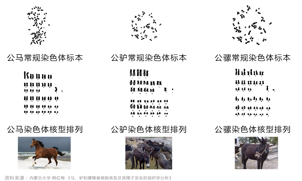 骡子和马有什么区别（此文告诉你答案）