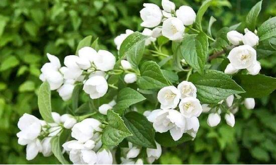 茉莉花花语是什么（茉莉花花语的寓意）