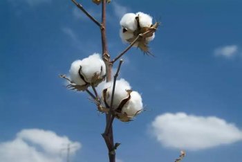 什么是海岛棉（海岛棉的种植和优点）